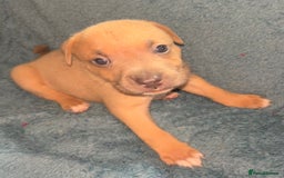 Mixed Breed dogs for sale: Beautiful chunky bully cross staffy pups tri /fawn - Image 12