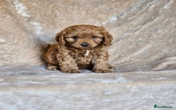 Cavapoo dogs for sale: Gorgeous Fox Red Cavapoo health tested parents  - Image 10