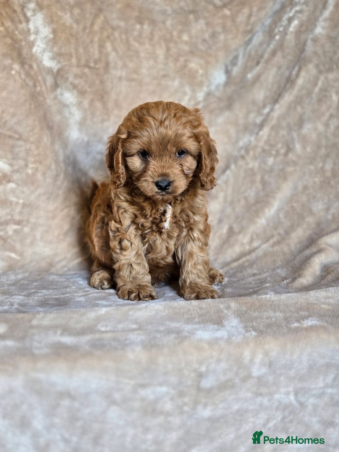 Cavapoo dogs for sale: Gorgeous Fox Red Cavapoo health tested parents  - Image 10