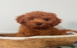 Cockapoo dogs for sale: Only 1 left - Handsome male Red F1B Cockapoo - Image 18
