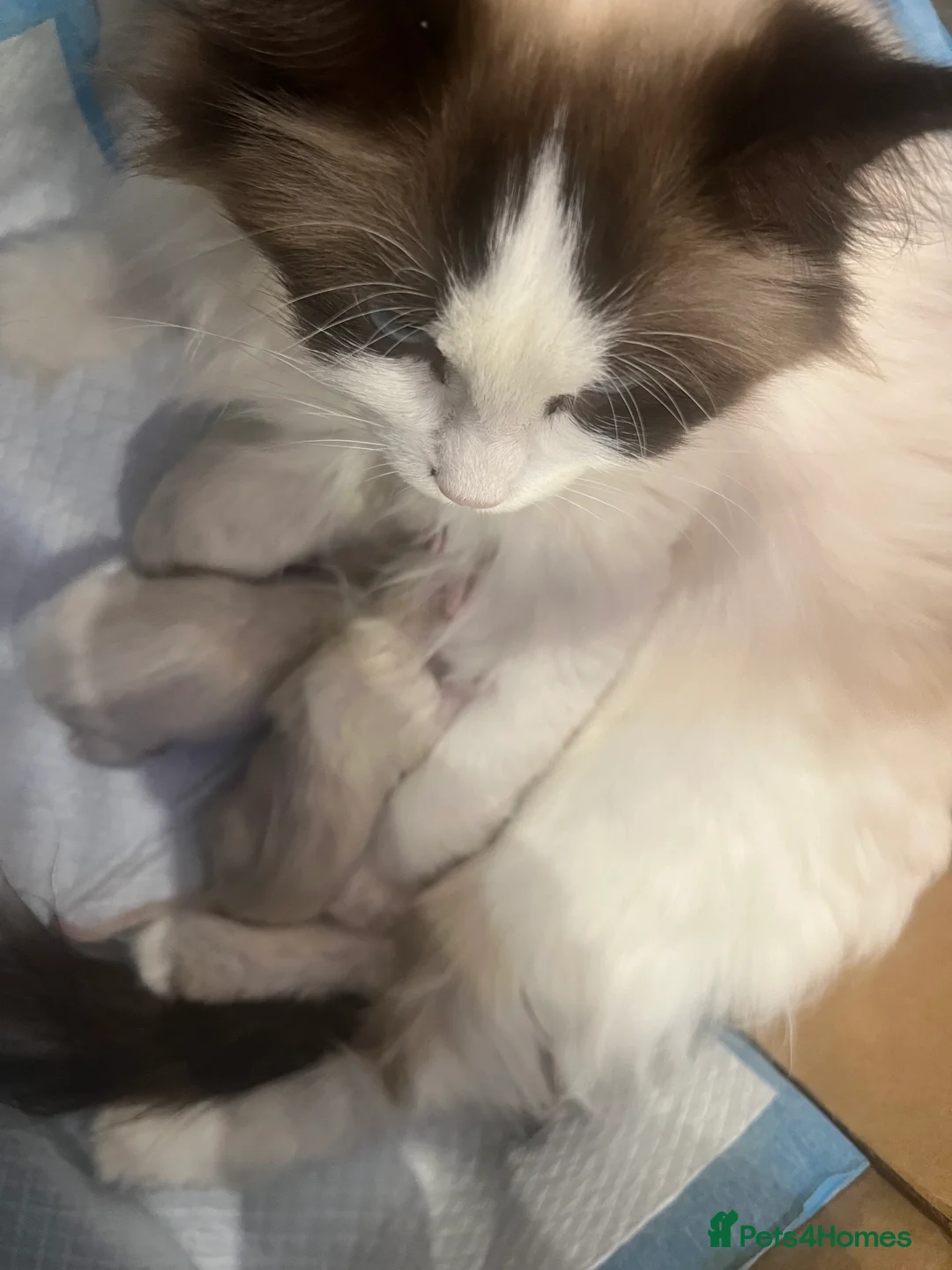Ragdoll cats for sale: Ragdoll kittens  in Edgware - Advert 4
