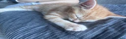 Munchkin cats for sale: Ginger kittens munchkin cross in Robertsbridge - Advert 2