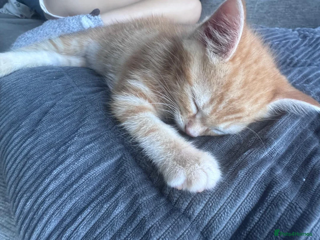 Munchkin cats for sale: Ginger kittens munchkin cross in Robertsbridge - Advert 2