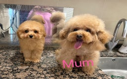 Toy Poodle dogs for sale: Asian Tiny Toy Poodle girl - Image 7