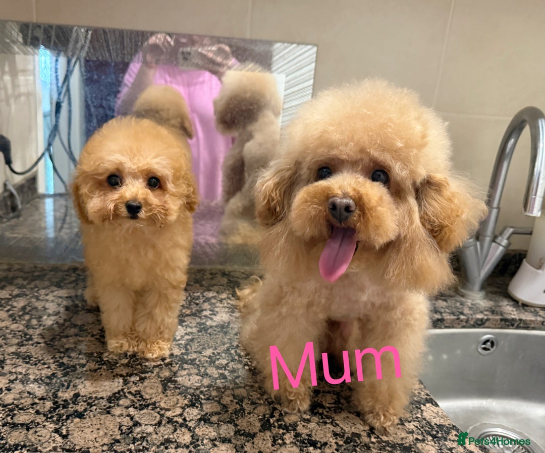 Toy Poodle dogs for sale: Asian Tiny Toy Poodle girl - Image 7