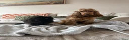 Cocker Spaniel dogs for sale: Stunning Show Cocker Spaniel Puppies - Advert 22
