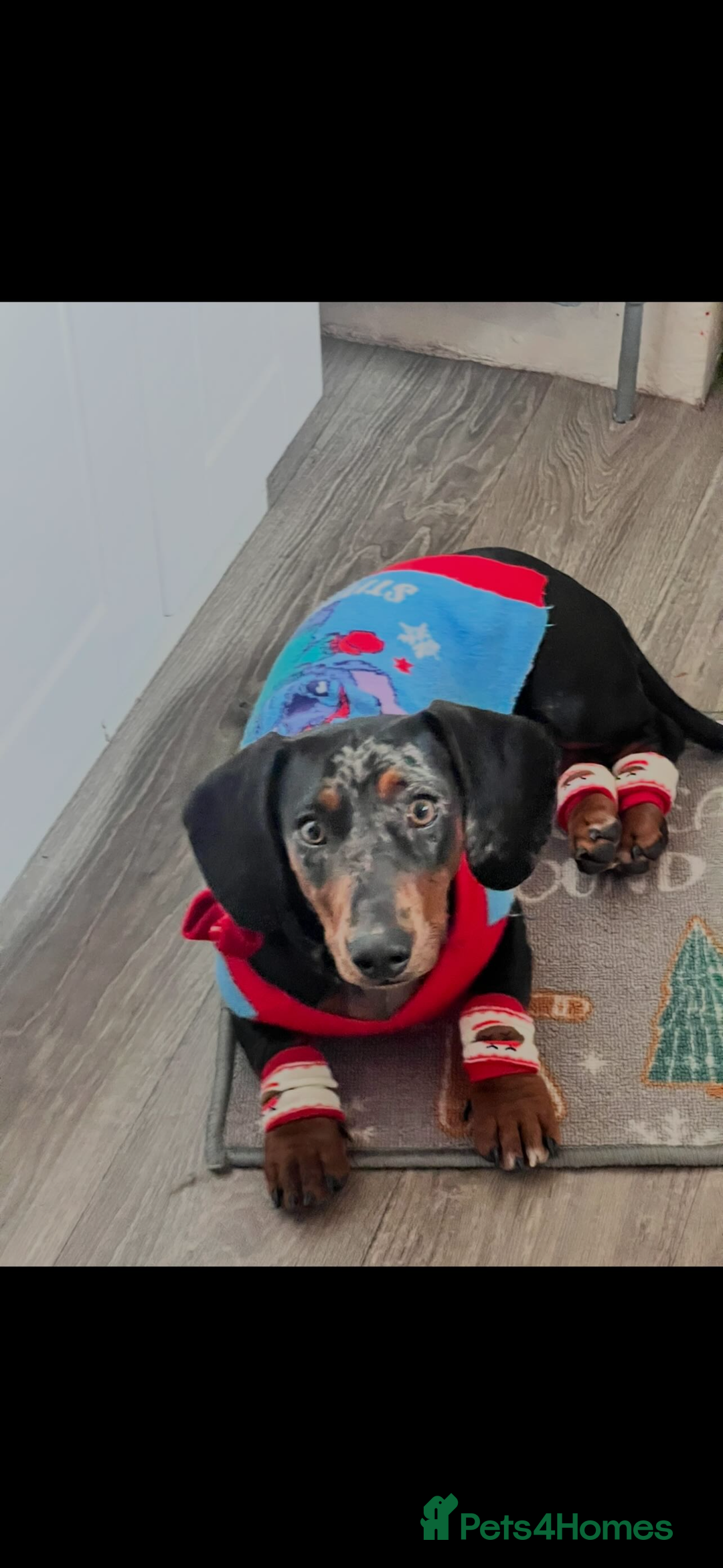 Dachshund dogs for sale: Dachshund puppies for sale - Advert 4