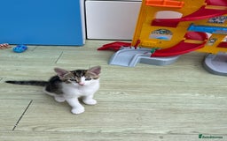Mixed Breed cats for sale: Urgent! 2 playful kittens looking for a home  - Image 4