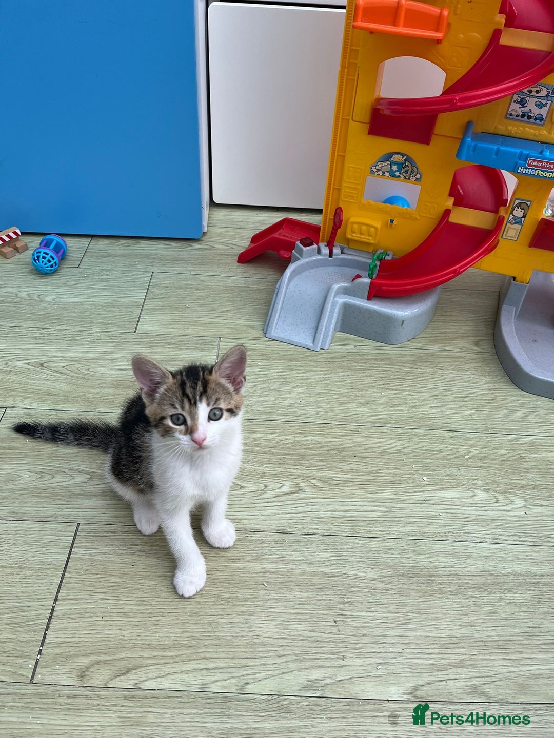 Mixed Breed cats for sale: Urgent! 2 playful kittens looking for a home  - Image 4