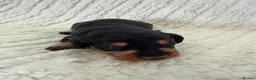 Doxiepoo dogs for sale: Miniature Doxiepoos  - Advert 11