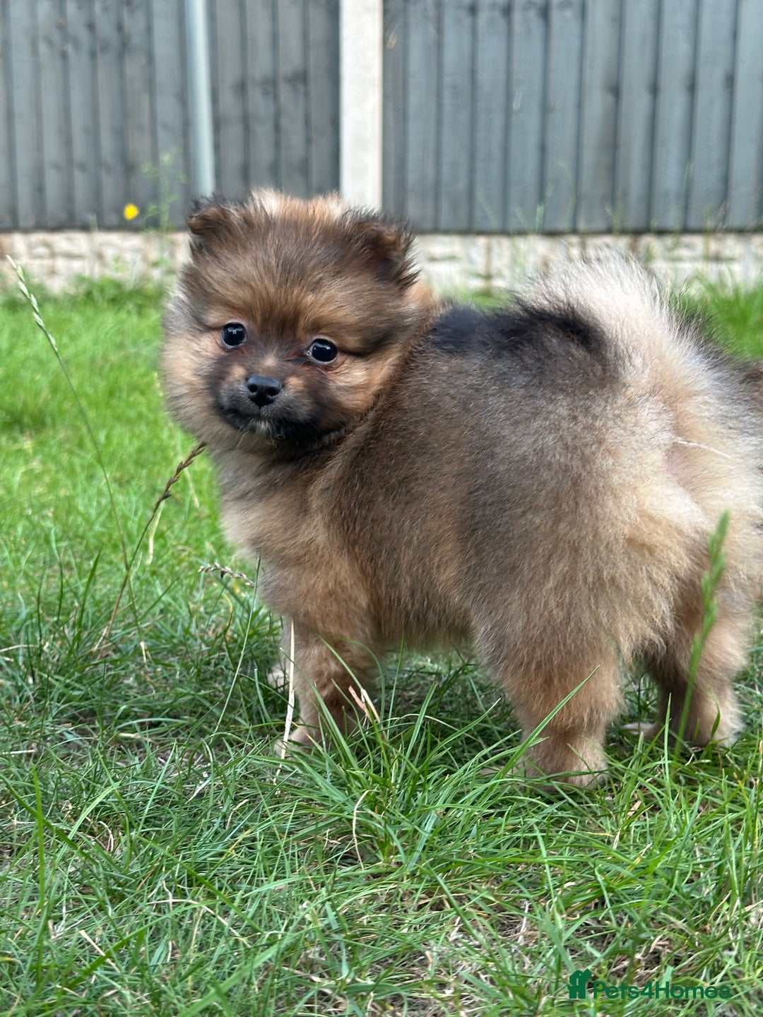 Pomeranian dogs for sale: 5 BEAUTIFUL TEDDY TYPE FOXY POMERANIANS - Image 4