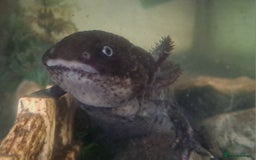 Axolotl reptiles for sale: Axolotls  - Image 35