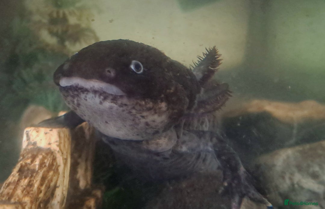 Axolotl reptiles for sale: Axolotls  - Image 35