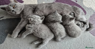 British Shorthair cats - Advert 2