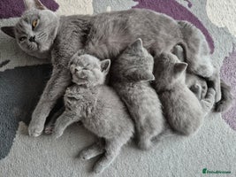 British Shorthair cats - Advert 2