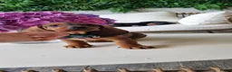 Dachshund dogs for sale: Adorable standard dachshunds with pedigree FCI - Advert 9