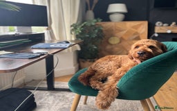 Australian Labradoodle dogs for stud: Australian Labradoodle Stud – Excellent Bloodlines - Image 26