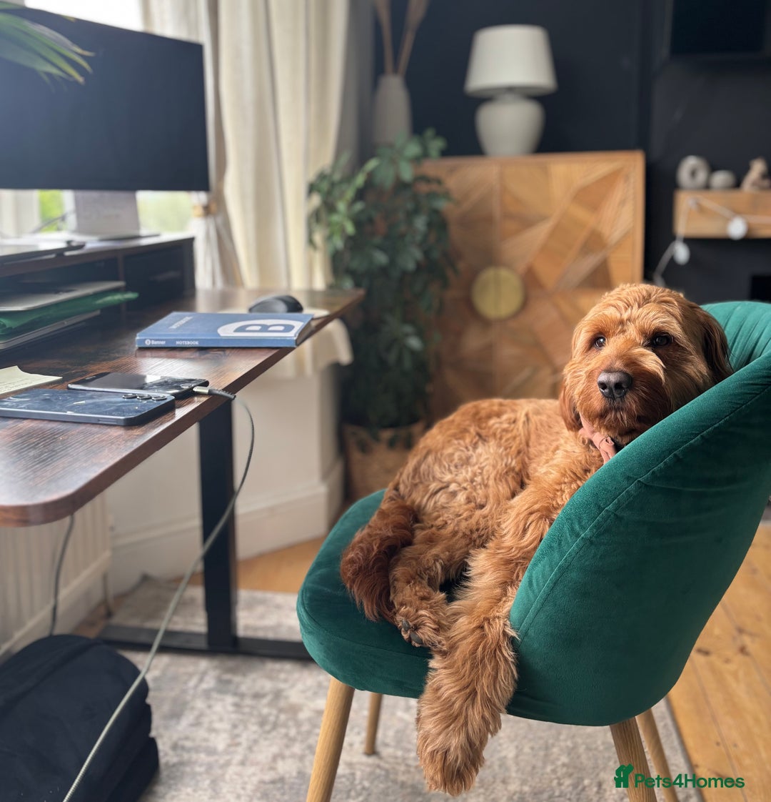 Australian Labradoodle dogs for stud: Australian Labradoodle Stud – Excellent Bloodlines - Image 26