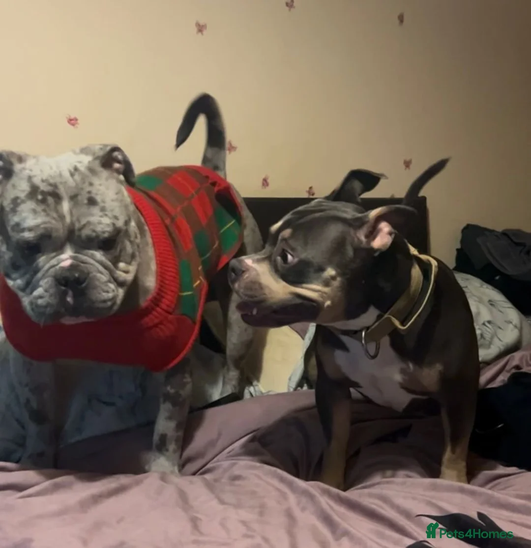 American Bully dogs for sale: Maya  - Advert 5