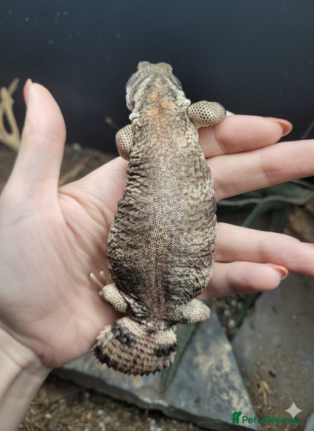 Lizard reptiles for sale: Uromastyx thomasi female  - Image 1