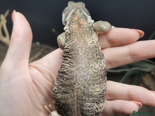 Lizard reptiles - Advert 35