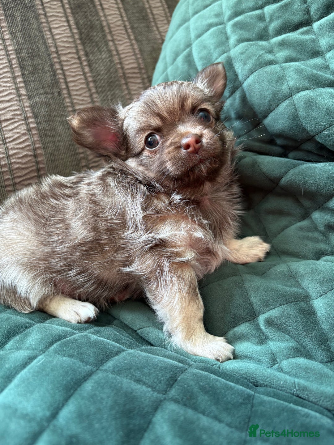 Chihuahua dogs for sale: Gorgeous Fluffy Chihuahua Puppy - Image 3