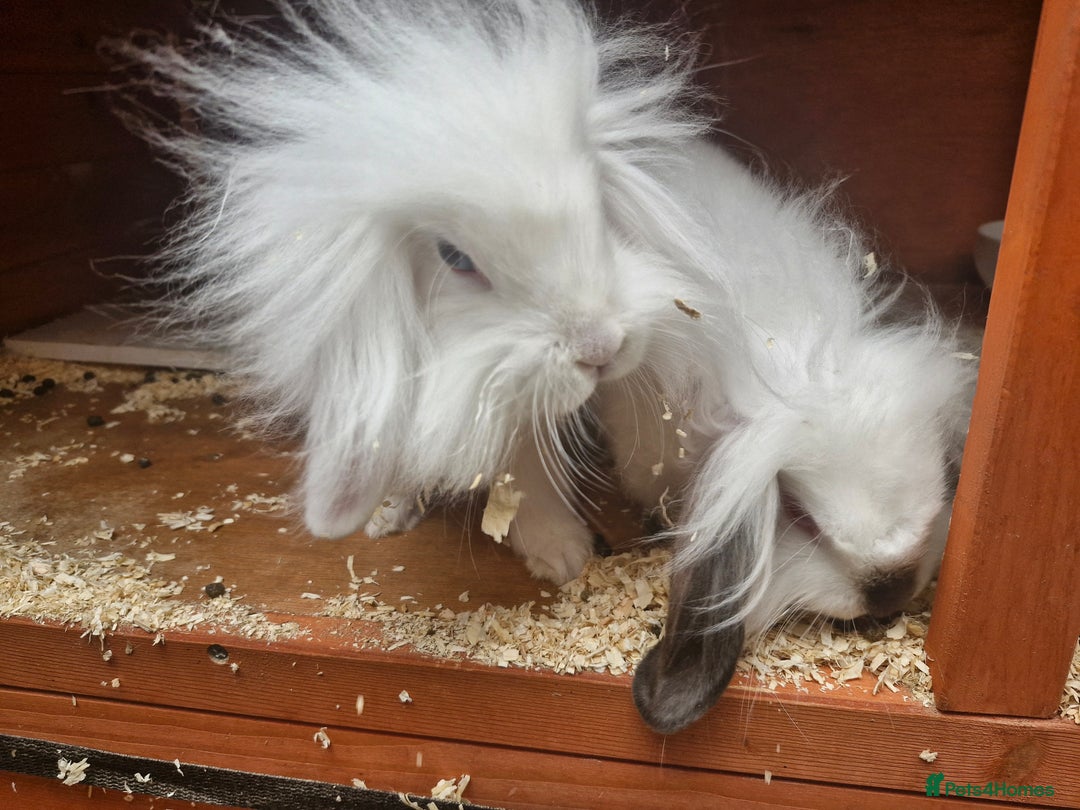 Lionhead rabbits for sale: 2 white lion heads looking for their forever home  - Image 5