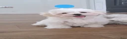 Maltese dogs for sale: 🐾❤️Beautiful Boys For Sale❤️🐾 - Advert 17