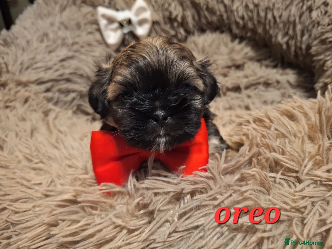 Shih Tzu dogs for sale: Beautiful Imperial Shih Tzus  - Advert 14