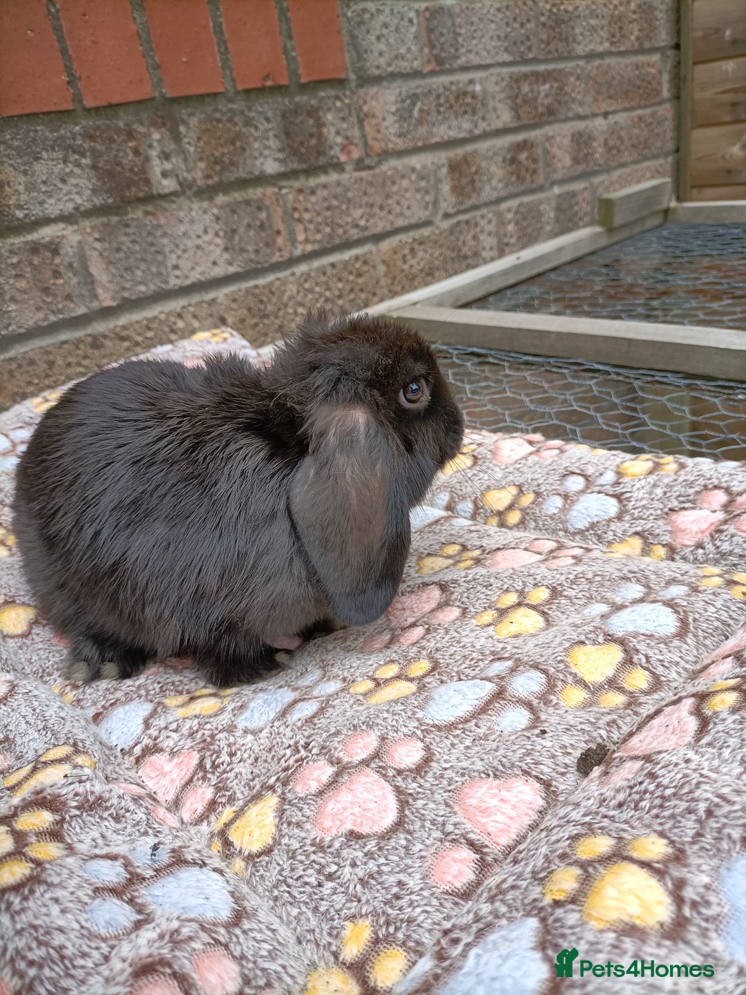 Mini Lop rabbits for sale: **Last one - Mini Lop Girl Bunny  - Image 3