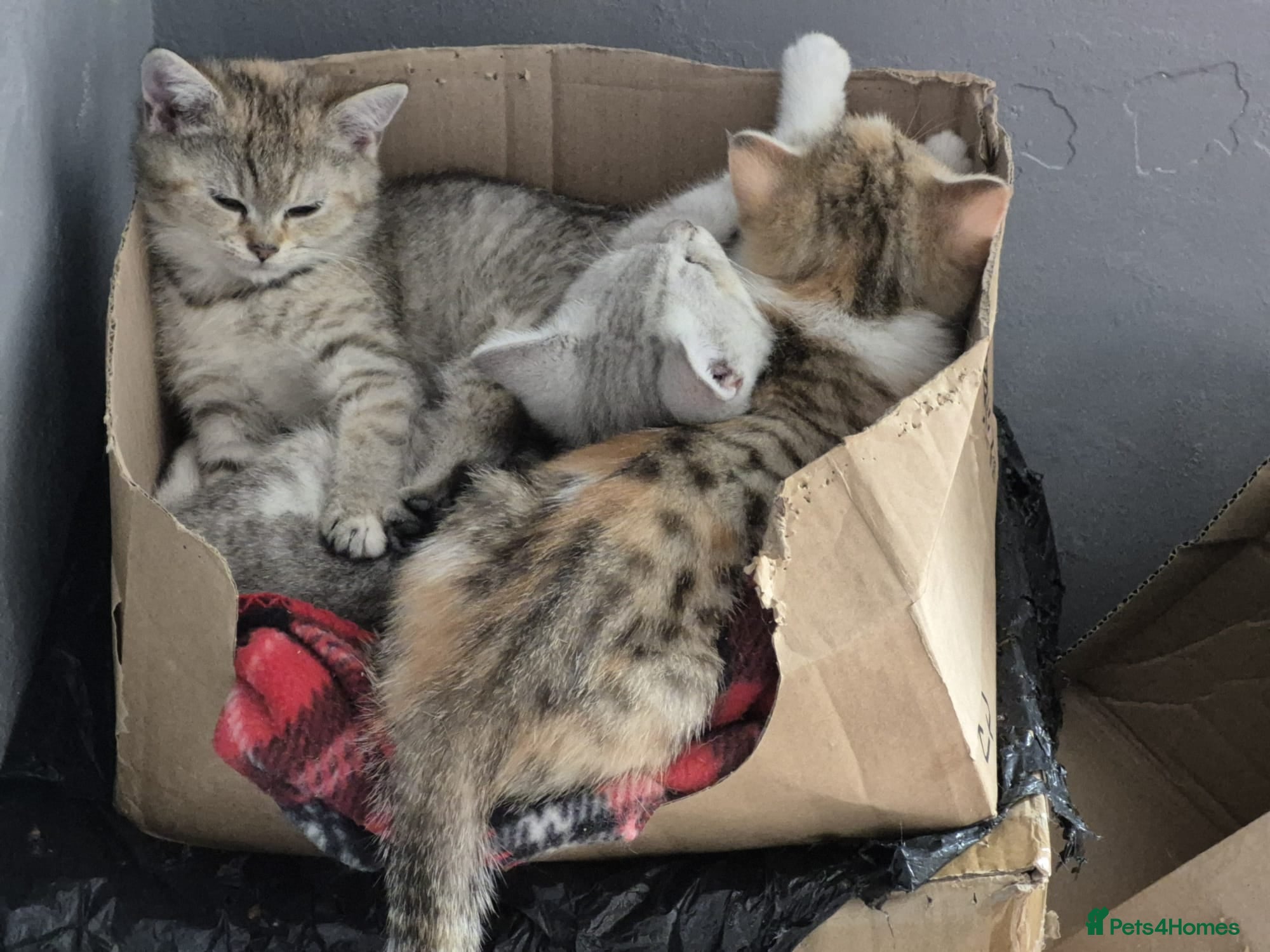 British Shorthair cats Four cross breed cuties. - Advert 2