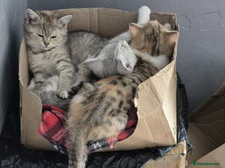 British Shorthair cats Four cross breed cuties. - Advert 2