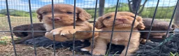 Cocker Spaniel dogs for sale: Stunning red KC working cocker puppies  - Advert 8