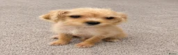 Mixed Breed dogs for sale: Cavapoo cross terrier  in Bristol - Advert 2