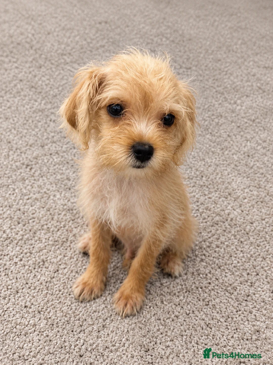 Mixed Breed dogs for sale: Cavapoo cross terrier  in Bristol - Advert 2