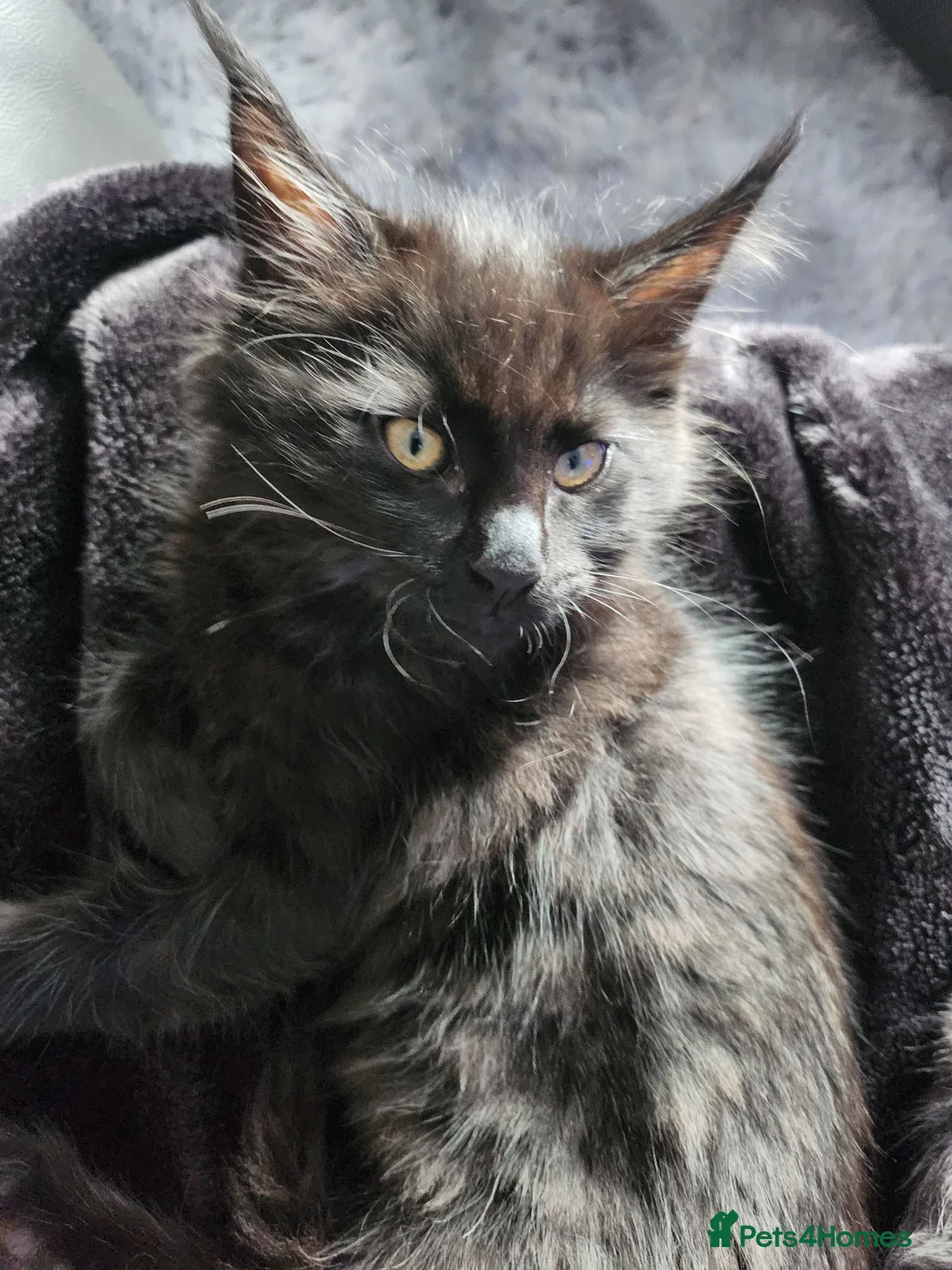 Maine Coon cats for sale: Maine Coon Kittens - Advert 2