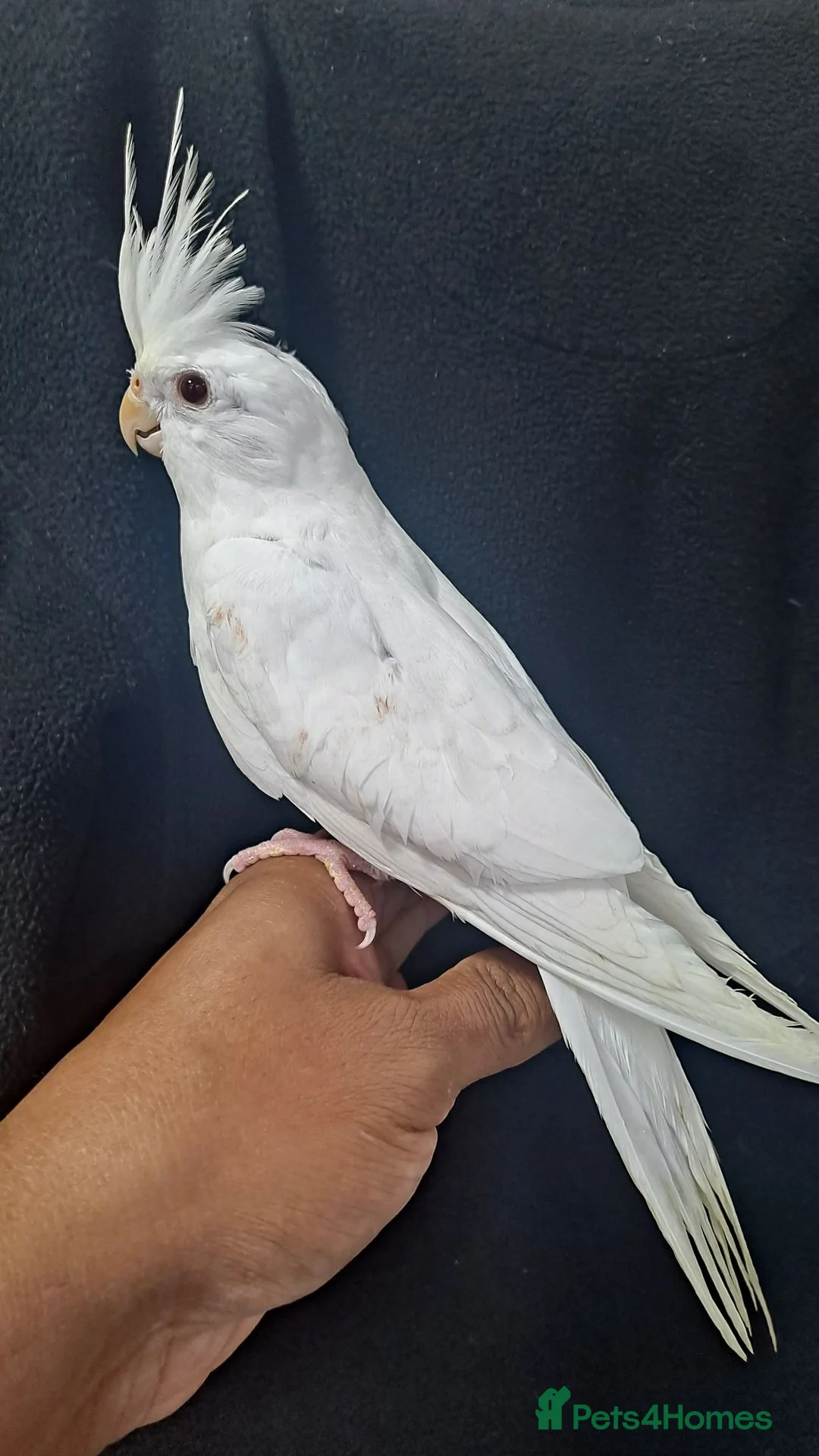 Cockatiels birds for sale: Hand tamed friendly baby cockatiels for sale - Advert 14