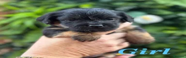 Norfolk Terrier 2
