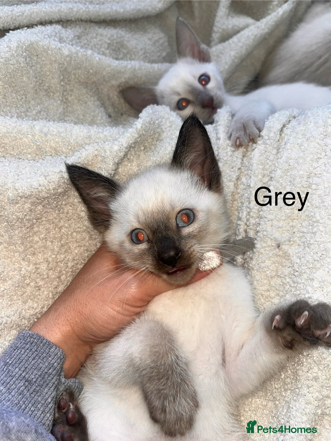 Siamese cats for sale: Human Toilet Trained! Exquisite Siamese Kittens - Image 33