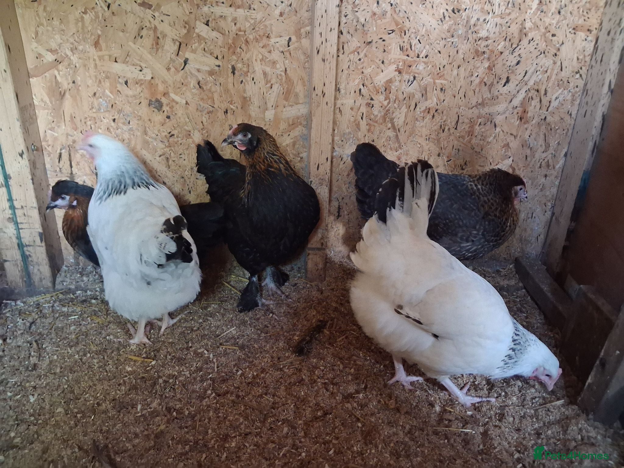 Chickens poultry Point of lay various breeds - Advert 1
