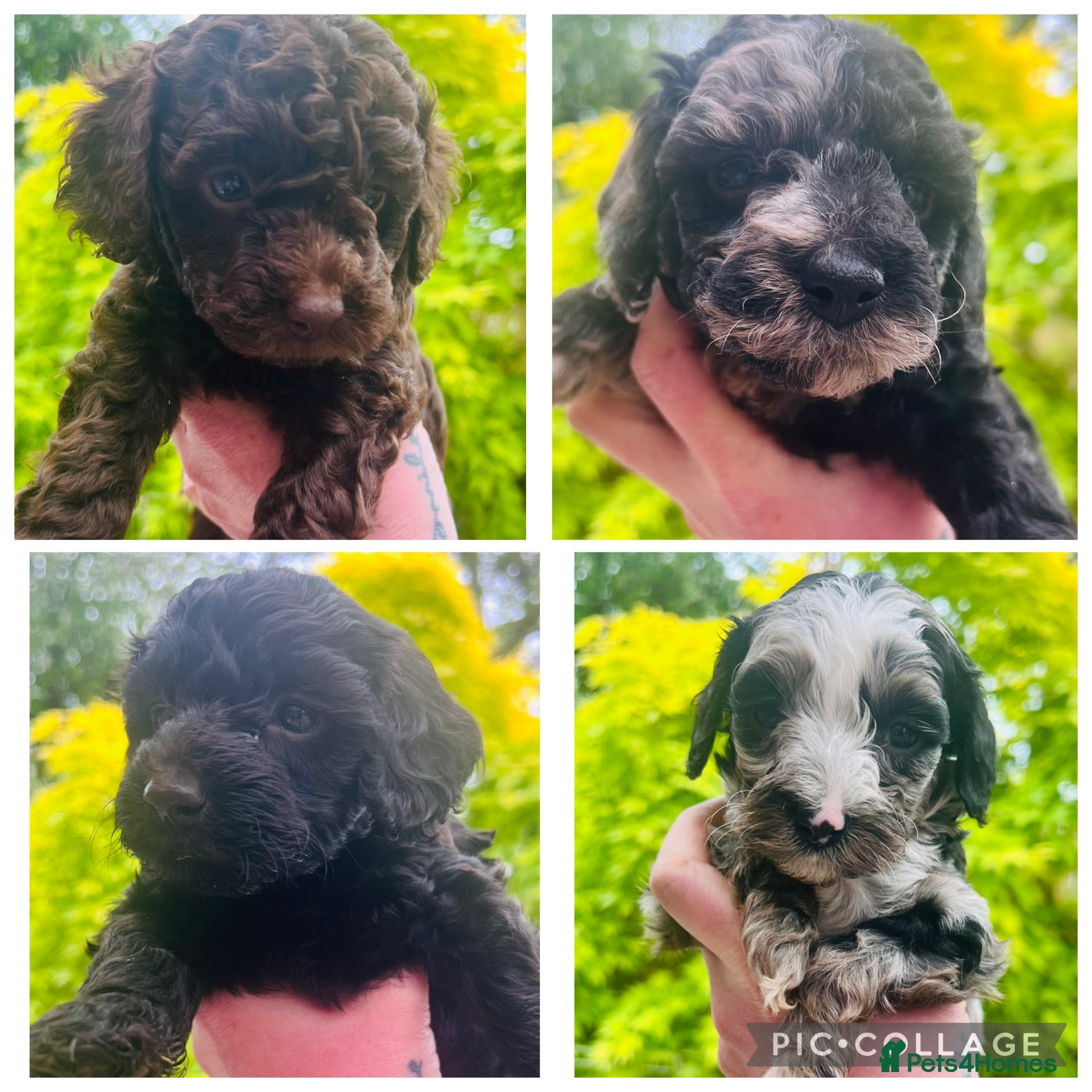 Cavapoo dogs Ready tomorrow - Advert 3