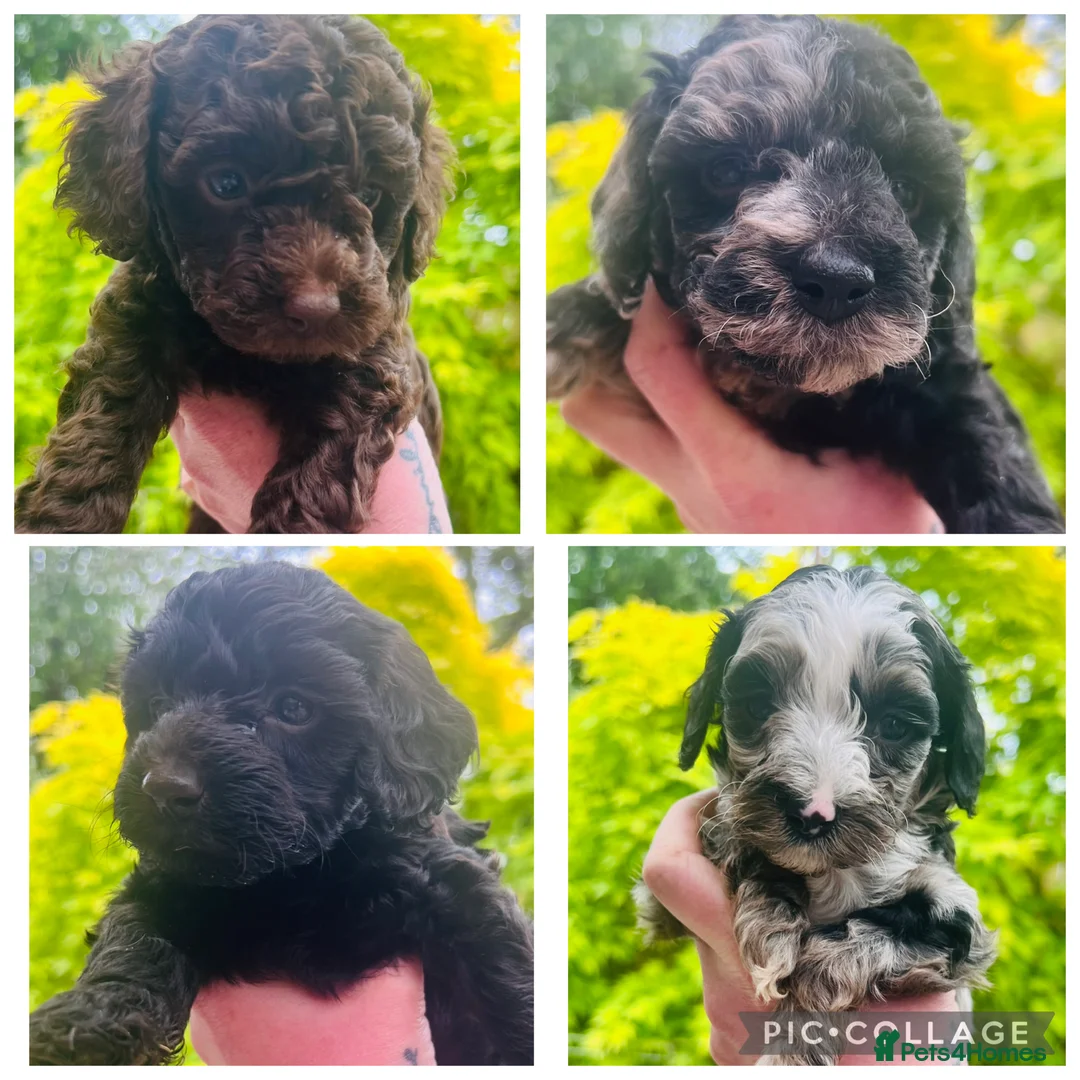 Cavapoo dogs for sale: Ready tomorrow - Advert 1