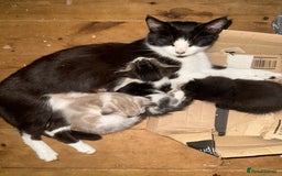 Mixed Breed cats for sale: Mixed breed kittens  - Image 16