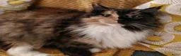 Maine Coon cats for sale: Beautiful pedigree Maine Coon for sale  - Advert 5