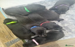 Labrador Retriever dogs for sale: Black labradors  - Image 1