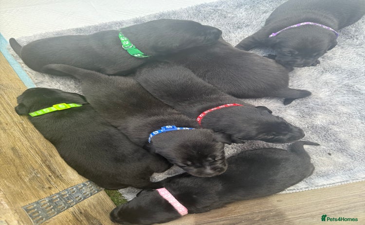 Labrador Retriever dogs - Advert 3