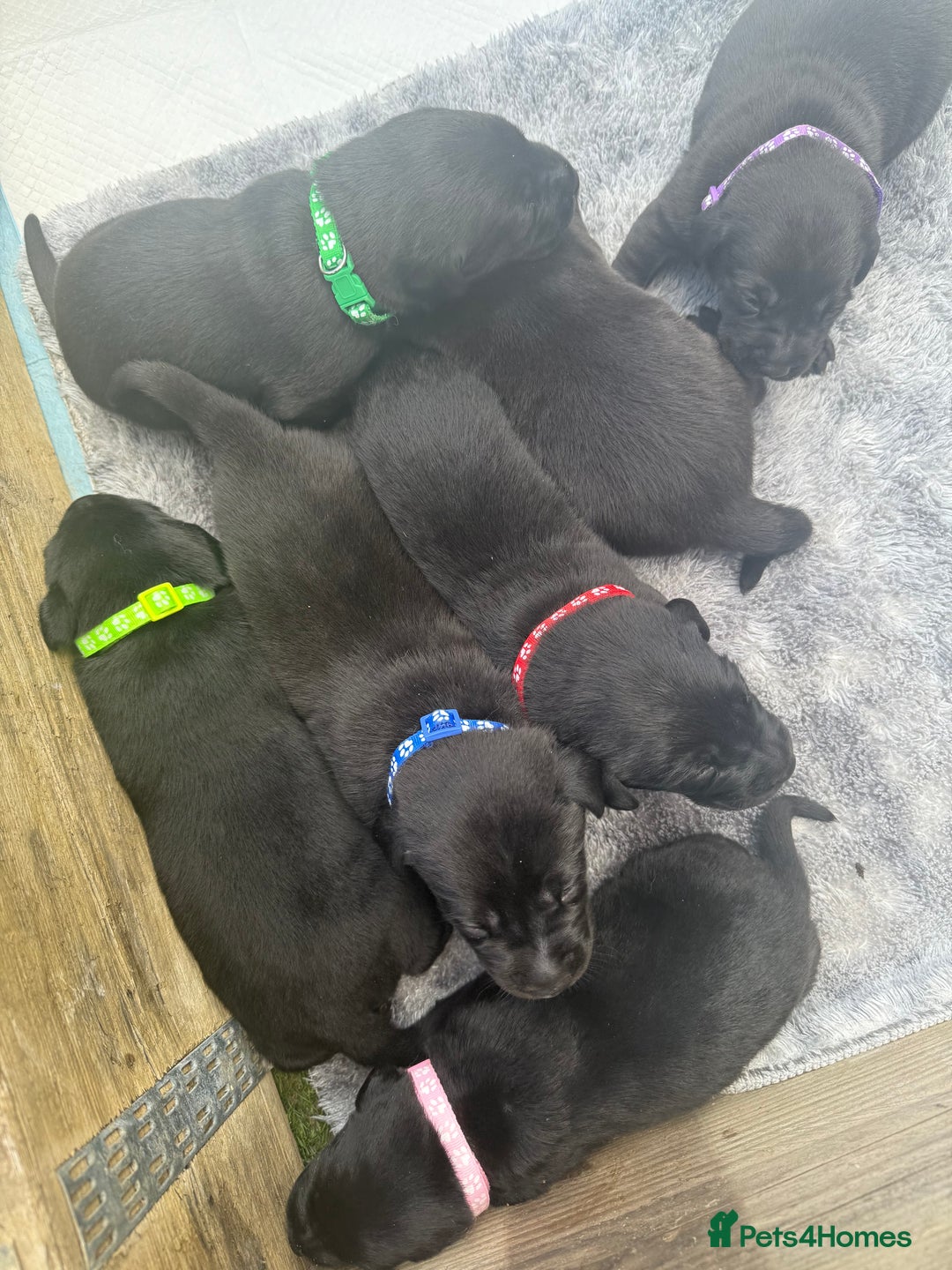 Labrador Retriever dogs for sale: Black labradors  - Image 1