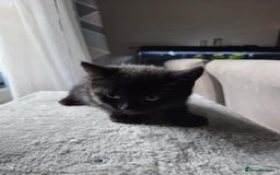 Mixed Breed cats for sale: British shorthair mixed kitten and mother  - Image 7