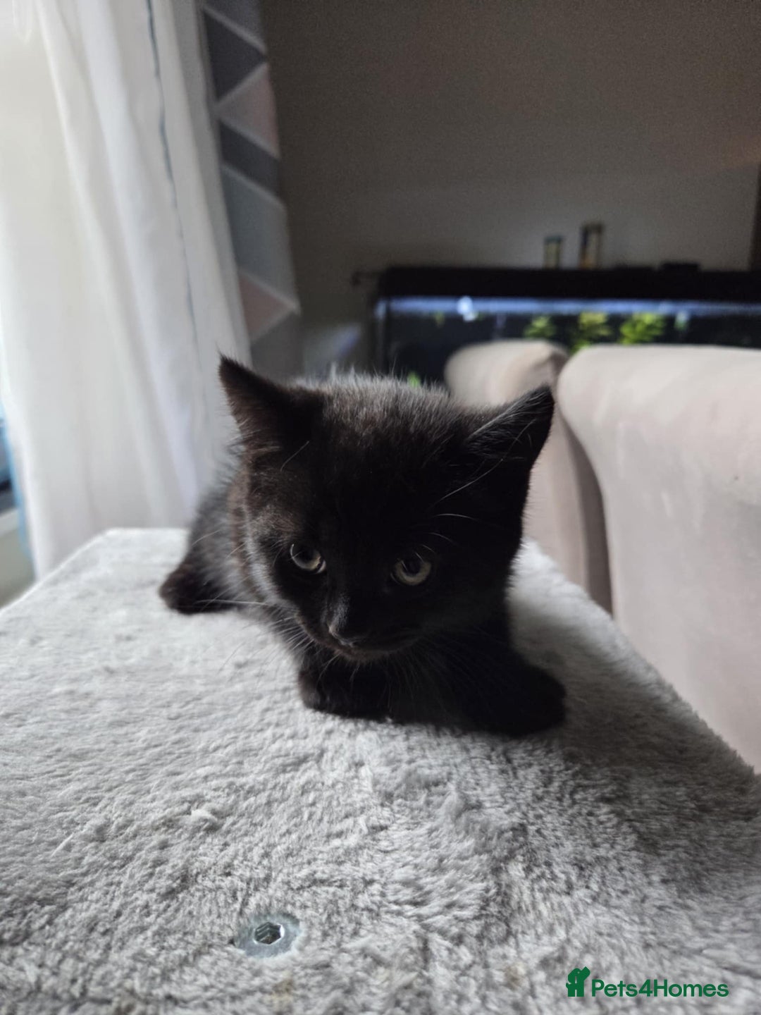 Mixed Breed cats for sale: British shorthair mixed kitten and mother  - Image 7