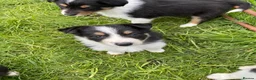 Border Collie dogs for sale: Border Collie Pups for sale  - Advert 2